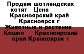 Продам шотландских котят › Цена ­ 3 000 - Красноярский край, Красноярск г. Животные и растения » Кошки   . Красноярский край,Красноярск г.